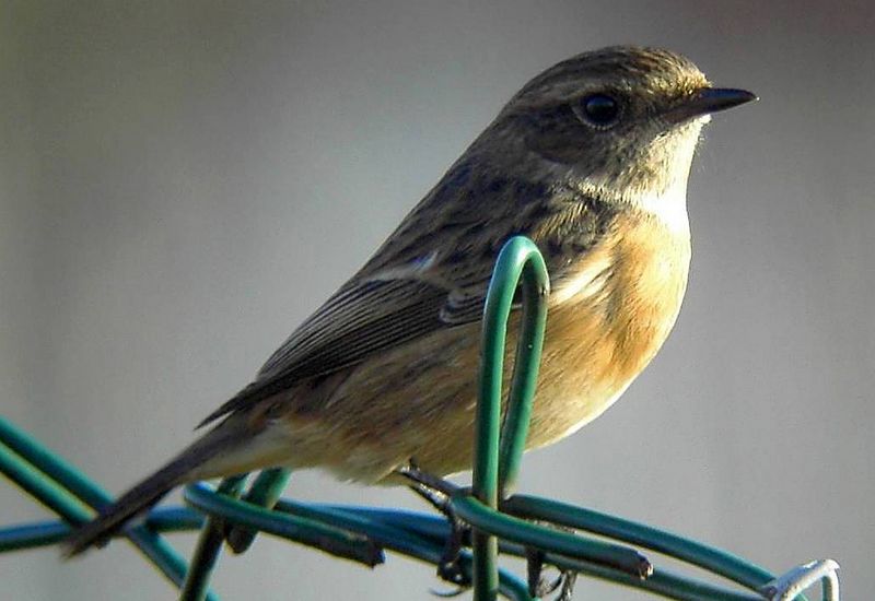 Stonechat